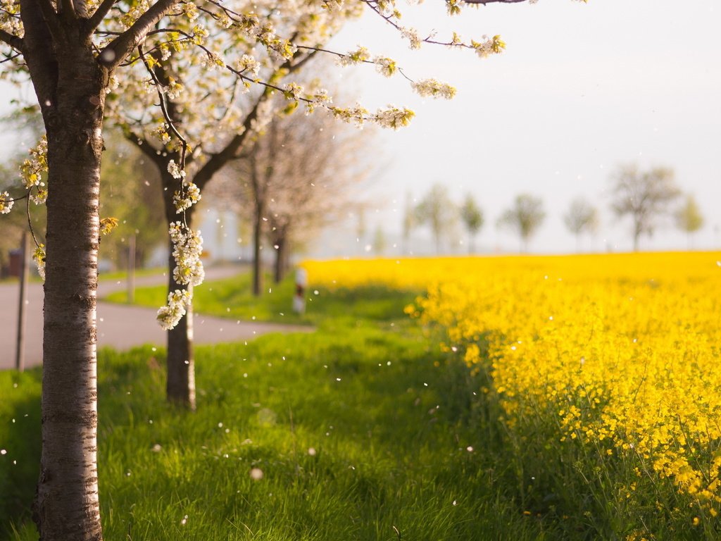 Обои цветы, деревья, природа, цветение, поле, лепестки, весна, flowers, trees, nature, flowering, field, petals, spring разрешение 2560x1600 Загрузить