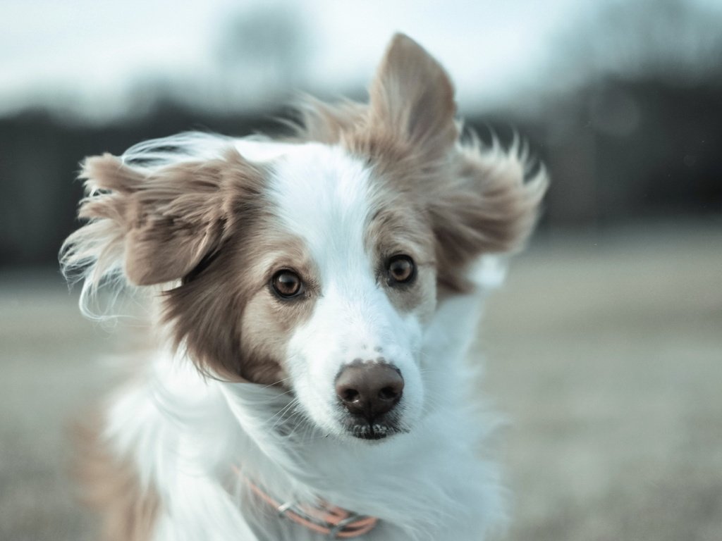 Обои взгляд, собака, друг, бордер-колли, бордер -колли, look, dog, each, the border collie разрешение 1920x1200 Загрузить