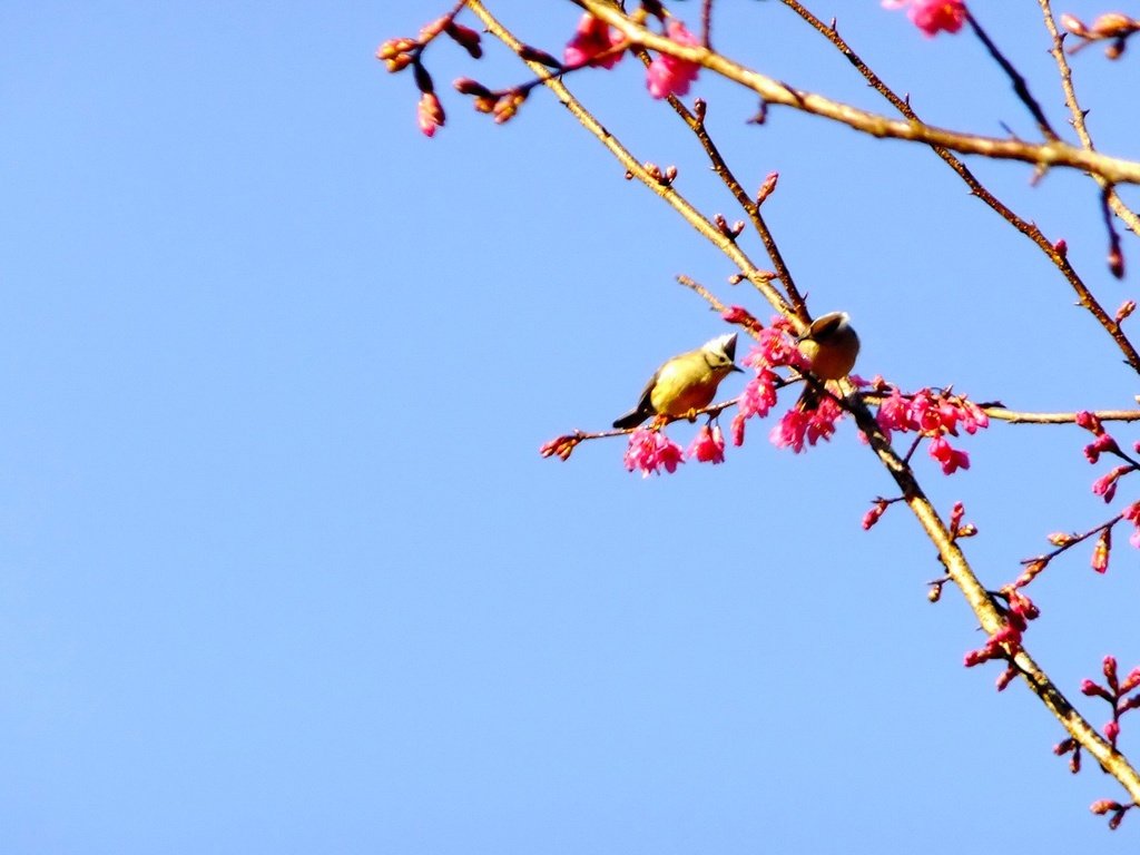 Обои небо, природа, ветви, птицы, весна, розовые цветы, цветущей сакуры, the sky, nature, branch, birds, spring, pink flowers, cherry blossoms разрешение 1920x1200 Загрузить