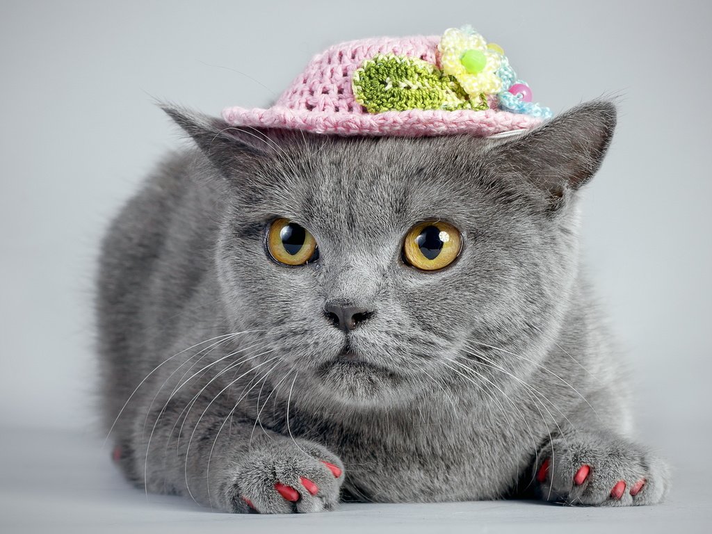 Обои кот, кошка, взгляд, серый, шляпка, ноготки, cat, look, grey, hat, marigolds разрешение 2560x1600 Загрузить