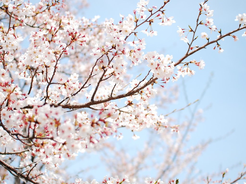 Обои небо, цветы, дерево, цветение, ветки, весна, слива, the sky, flowers, tree, flowering, branches, spring, drain разрешение 2560x1600 Загрузить