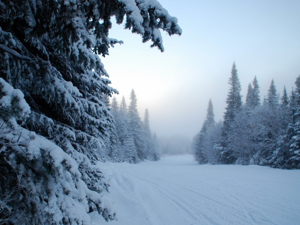 Обои небо, деревья, снег, лес, зима, туман, the sky, trees, snow, forest, winter, fog разрешение 2560x1600 Загрузить