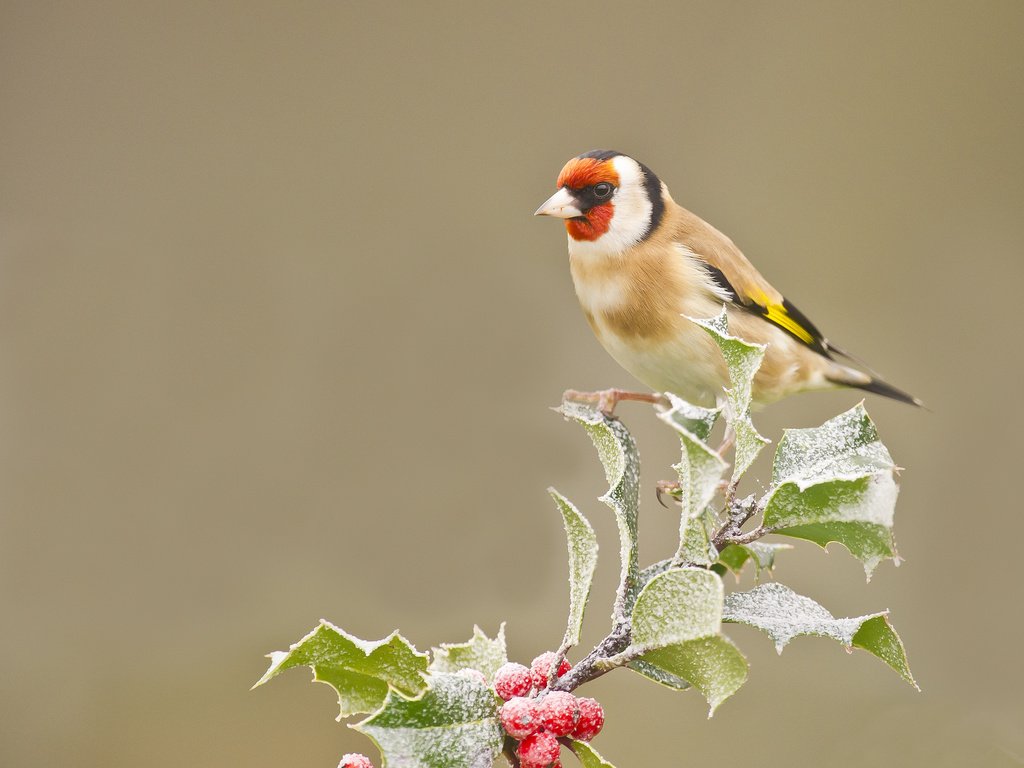 Обои ветка, листья, иней, птица, ягоды, оперение, щегол, branch, leaves, frost, bird, berries, tail, goldfinch разрешение 2048x1536 Загрузить