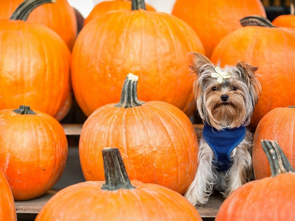 Обои фон, взгляд, тыквы, бантик, йоркширский терьер, cобака, background, look, pumpkin, bow, yorkshire terrier, dog разрешение 2137x1200 Загрузить