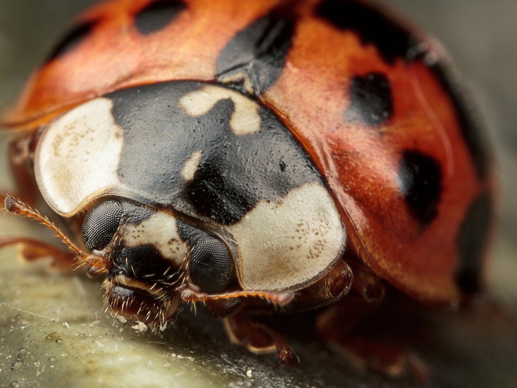 Обои жук, макро, насекомые, божья коровка, крупным планом, beetle, macro, insects, ladybug, closeup разрешение 1920x1200 Загрузить