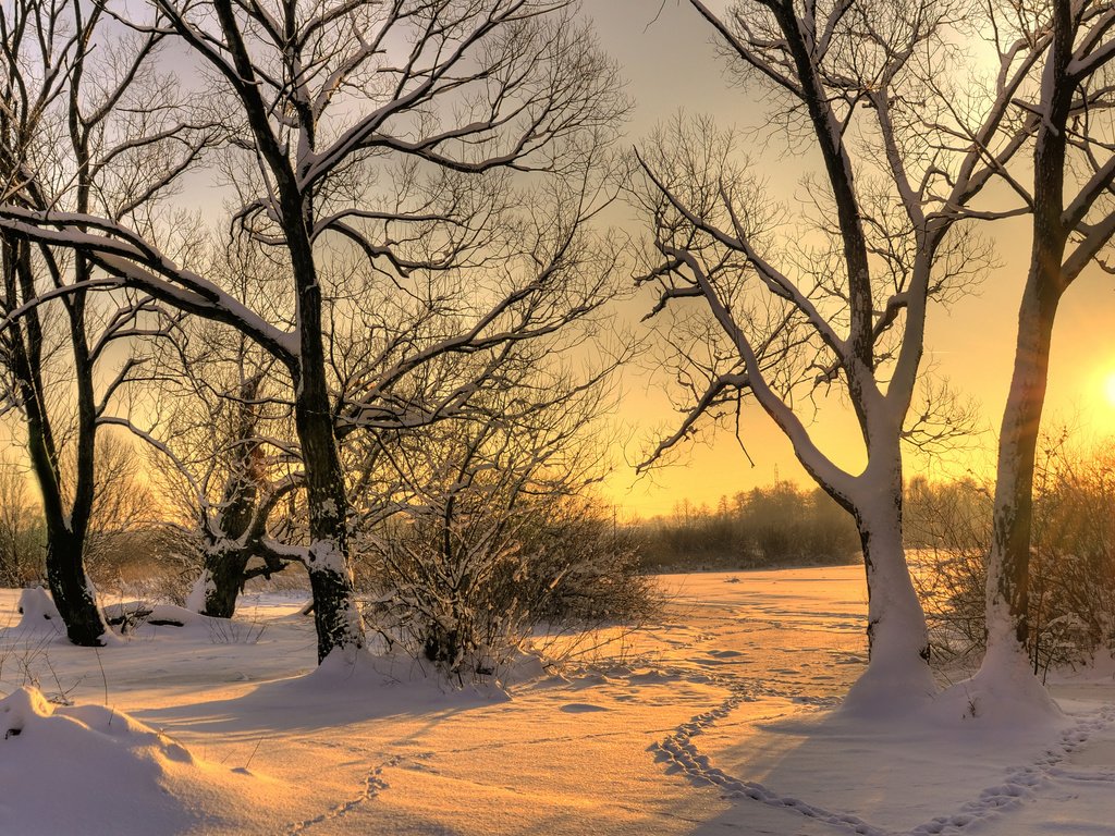 Обои деревья, солнце, снег, зима, следы, trees, the sun, snow, winter, traces разрешение 2560x1600 Загрузить