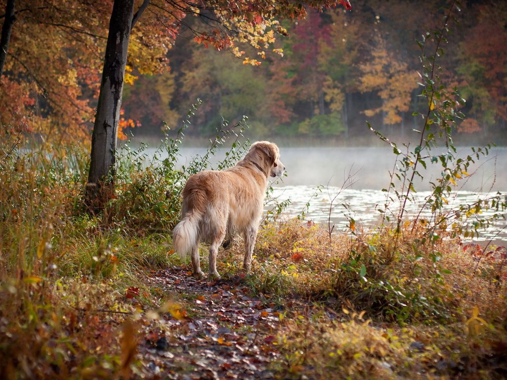 Обои река, лес, осень, собака, друг, золотистый ретривер, river, forest, autumn, dog, each, golden retriever разрешение 1920x1200 Загрузить