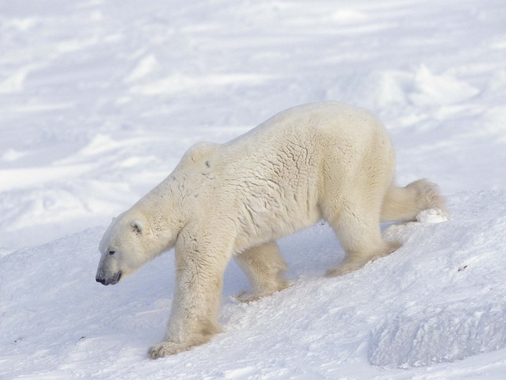 Обои снег, медведь, белый, арктика, полярный, северный, snow, bear, white, arctic, polar, north разрешение 2560x1696 Загрузить