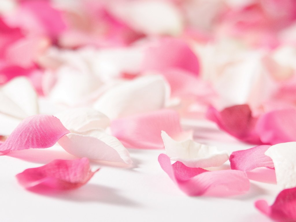 Обои цветы, nastroeniya, леспестки, роза, любовь, настроения, розовые, белые, лепестки роз, cvety, roza, flowers, lepestki, rose, love, mood, pink, white, rose petals разрешение 1920x1200 Загрузить