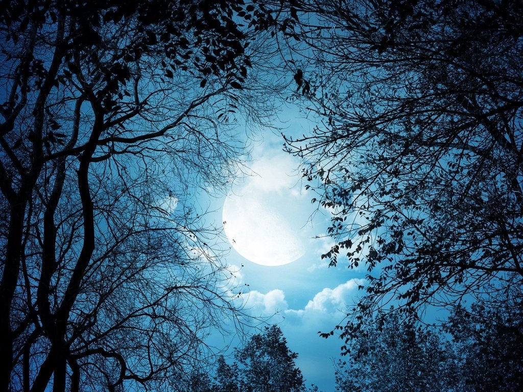 Обои деревья, луна, trees, the moon разрешение 2560x1440 Загрузить