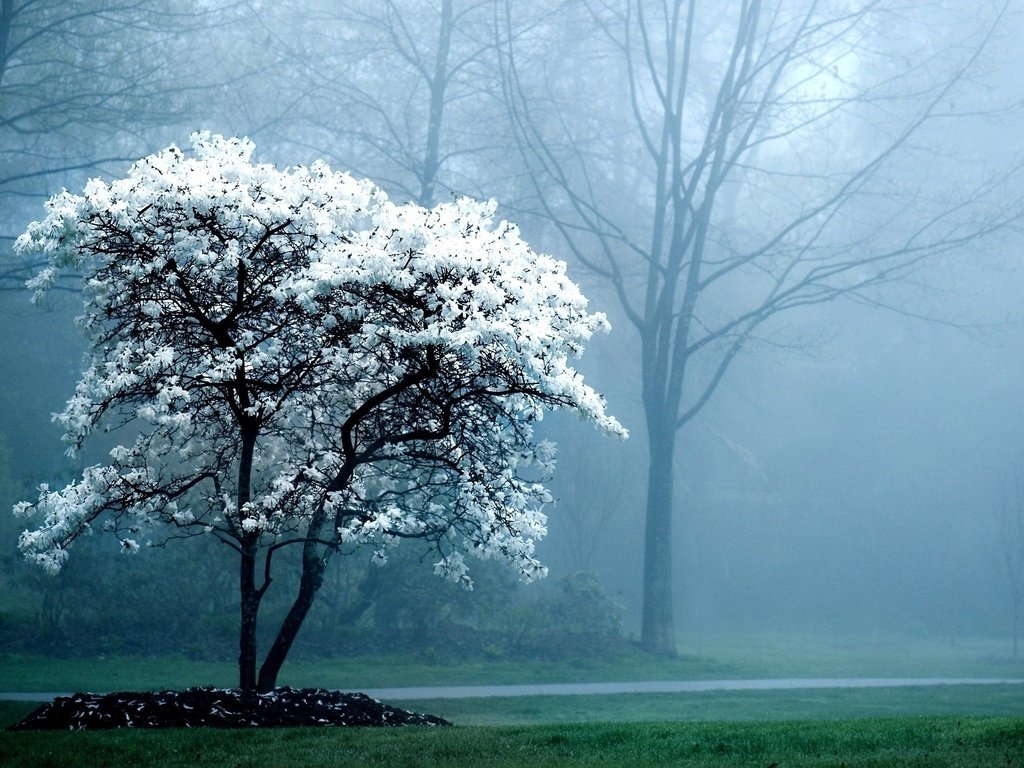 Обои дерево, цветение, лес, парк, туман, весна, tree, flowering, forest, park, fog, spring разрешение 2560x1440 Загрузить