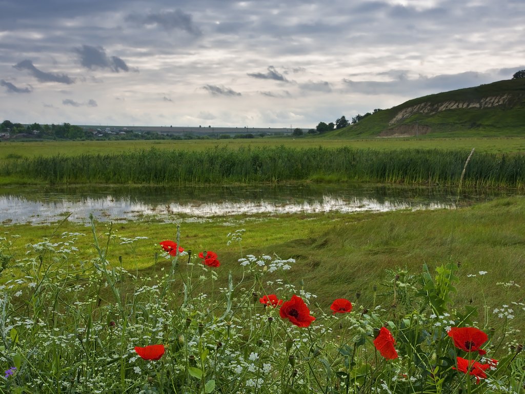 Обои цветы, озеро, поле, flowers, lake, field разрешение 3674x2593 Загрузить