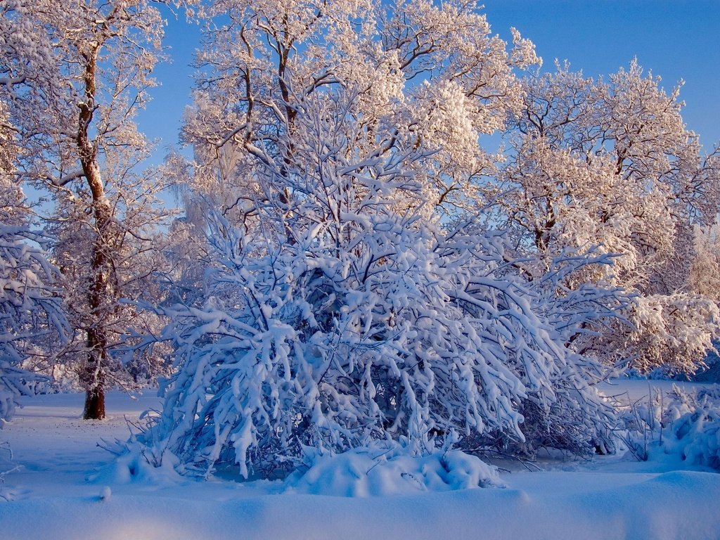 Обои небо, деревья, снег, природа, лес, зима, ветки, ели, the sky, trees, snow, nature, forest, winter, branches, ate разрешение 2008x1335 Загрузить