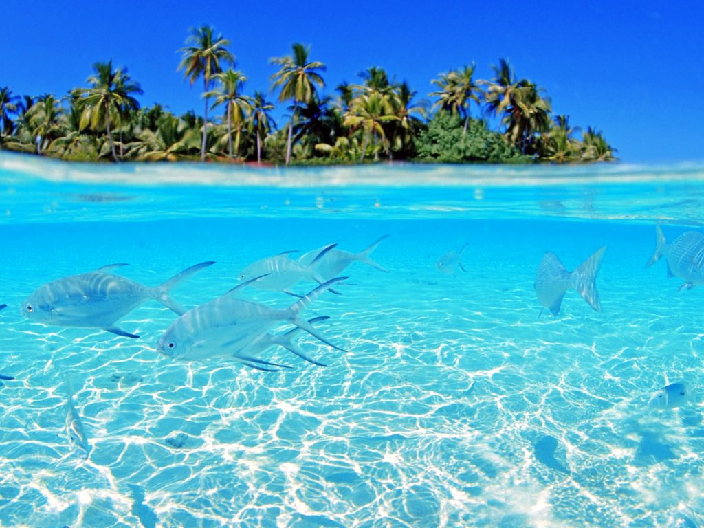 Обои рыбы, остров, тропики, мальдивы, fish, island, tropics, the maldives разрешение 2560x1600 Загрузить