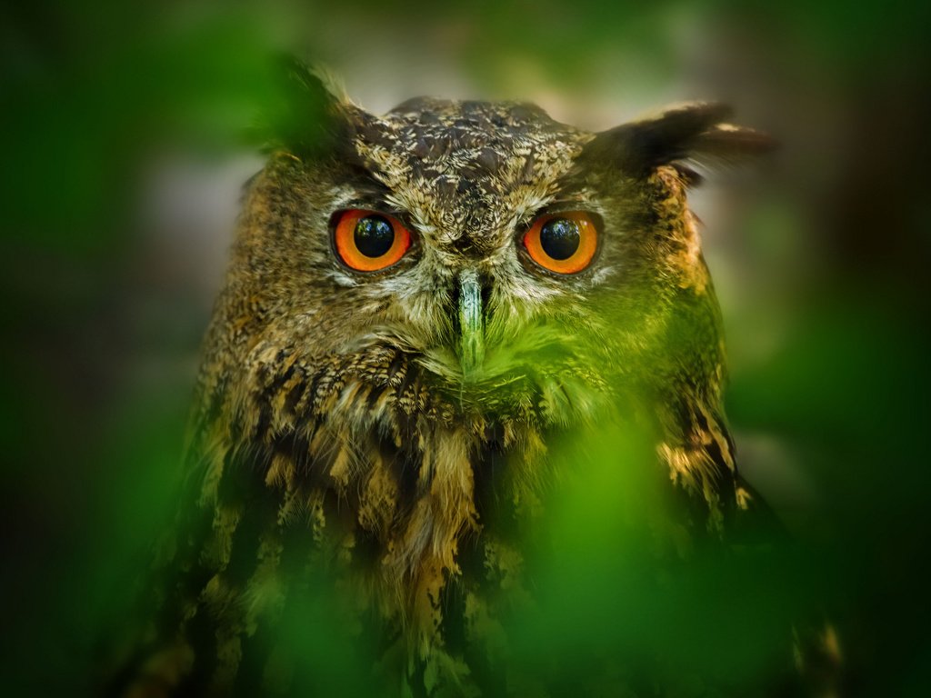 Обои глаза, сова, листья, размытость, птица, eyes, owl, leaves, blur, bird разрешение 2048x1365 Загрузить