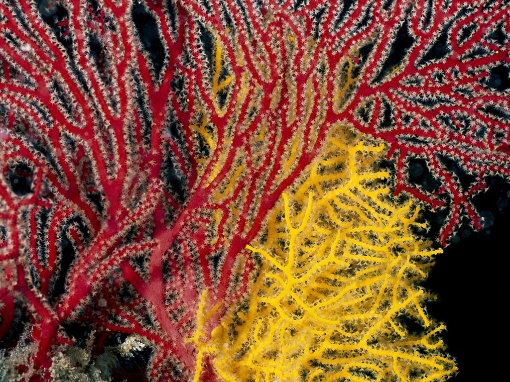 Обои желтый, красный, кораллы, подводный мир, коралловый риф, yellow, red, corals, underwater world, coral reef разрешение 1920x1200 Загрузить