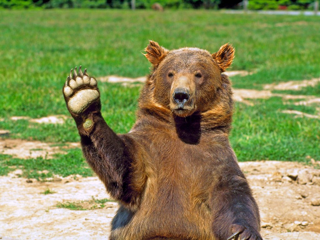 Обои морда, медведь, животное, лапа, приветствие, face, bear, animal, paw, greeting разрешение 2949x1953 Загрузить