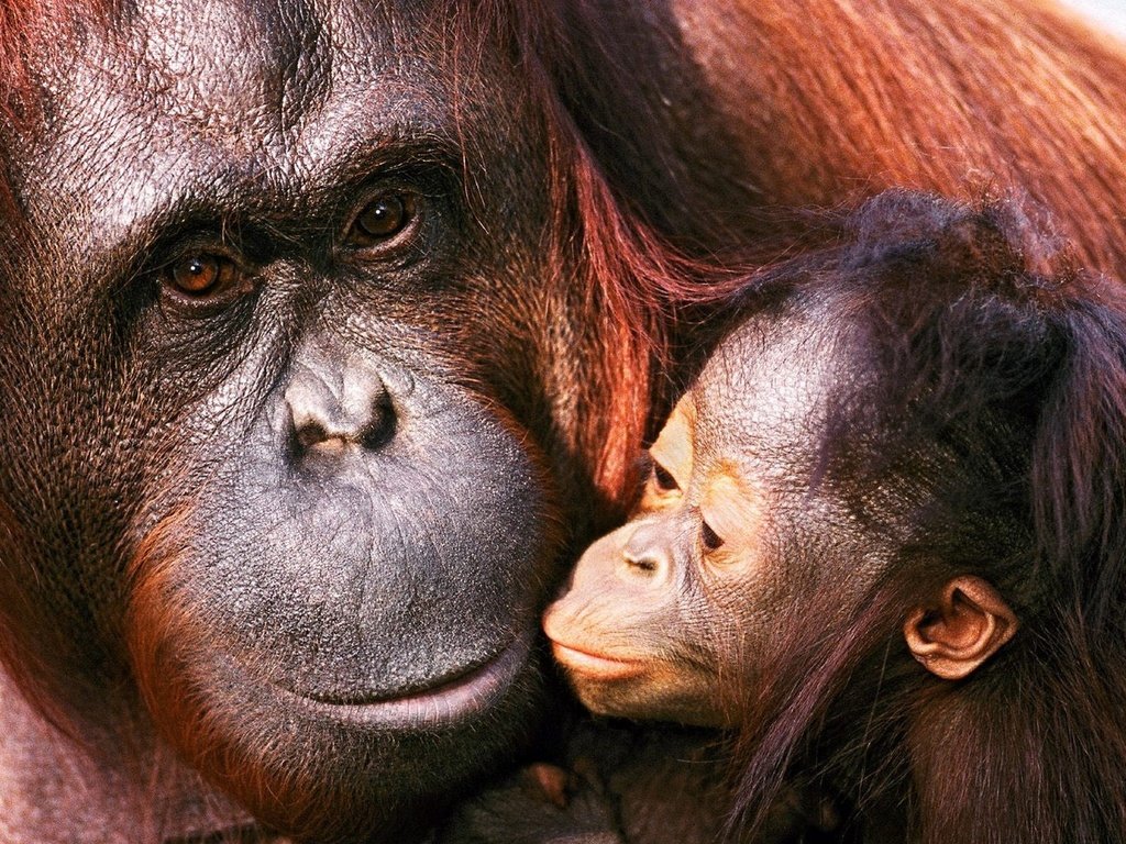 Обои семья, детеныш, орангутанг, обезьяны, мать, family, cub, orangutan, monkey, mother разрешение 1920x1200 Загрузить