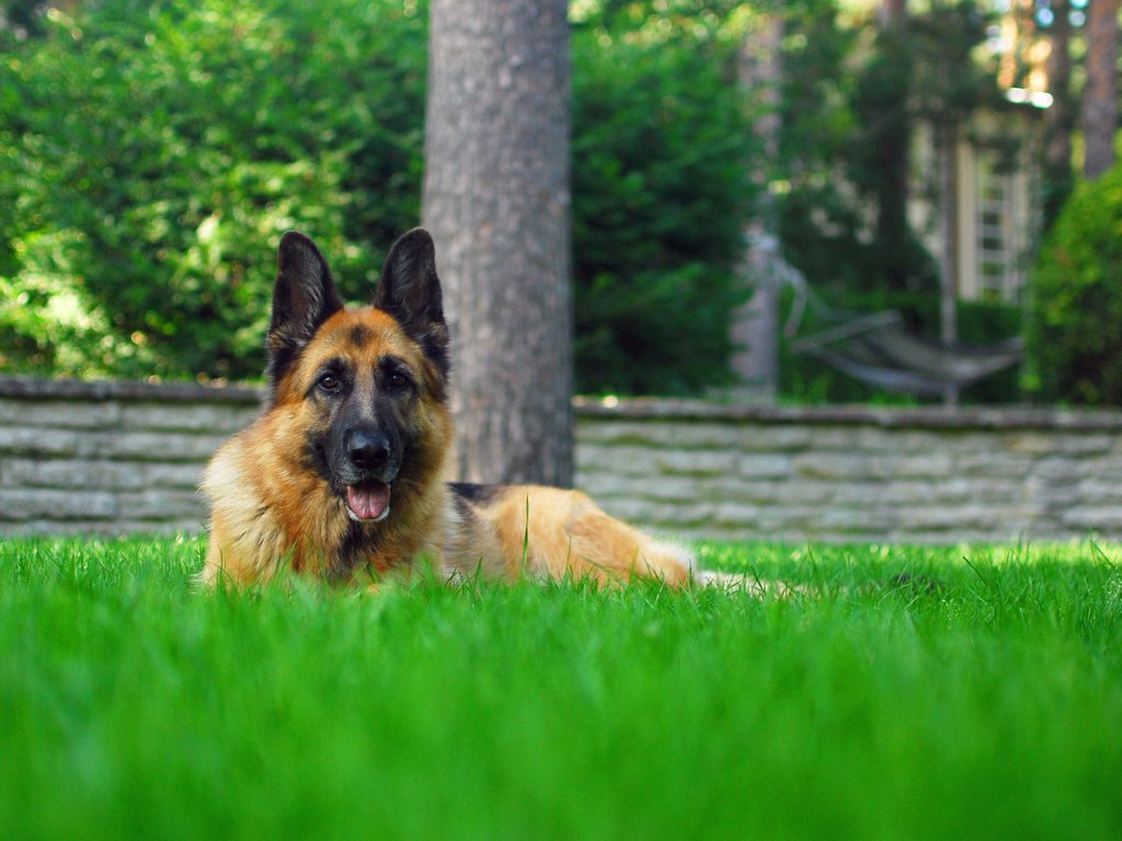 Обои трава, собака, лежит, немецкая овчарка, grass, dog, lies, german shepherd разрешение 2880x1800 Загрузить