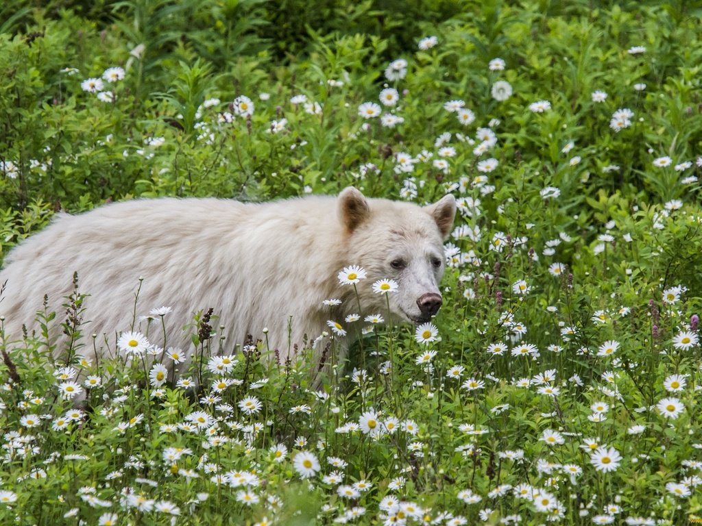 Обои медведь, ромашки, медведи, подросток, кермодский, bear, chamomile, bears, teen, chermozsky разрешение 2048x1356 Загрузить