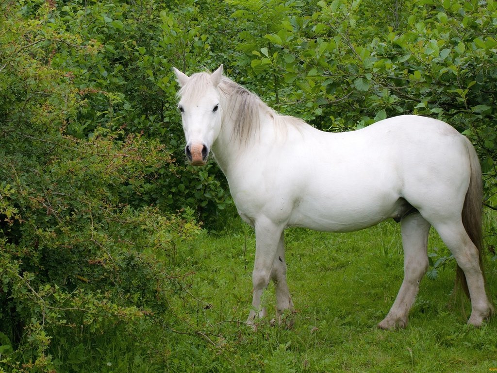 Обои лошадь, трава, деревья, белый, конь, horse, grass, trees, white разрешение 2048x1354 Загрузить