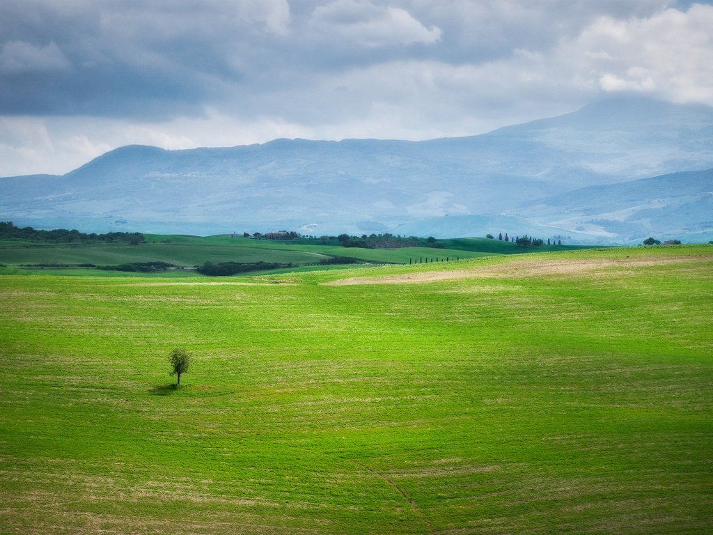 Обои небо, трава, природа, дерево, зелень, пейзаж, поле, the sky, grass, nature, tree, greens, landscape, field разрешение 1920x1200 Загрузить