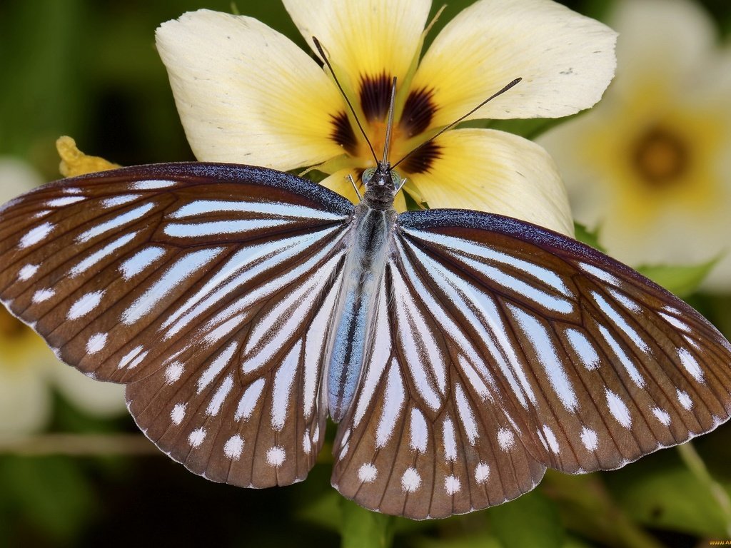 Обои цветы, насекомое, бабочка, крылья, крупным планом, flowers, insect, butterfly, wings, closeup разрешение 2048x1392 Загрузить