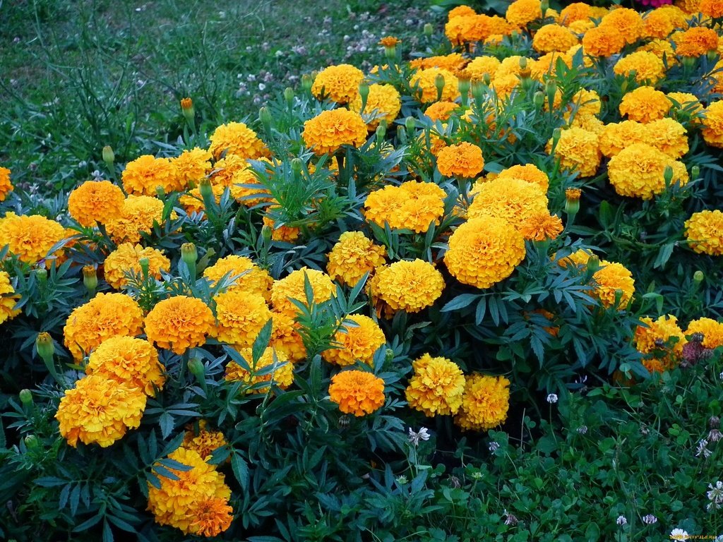 Обои бархатцы, цветы., желтые цветы, marigolds, flowers., yellow flowers разрешение 2048x1536 Загрузить