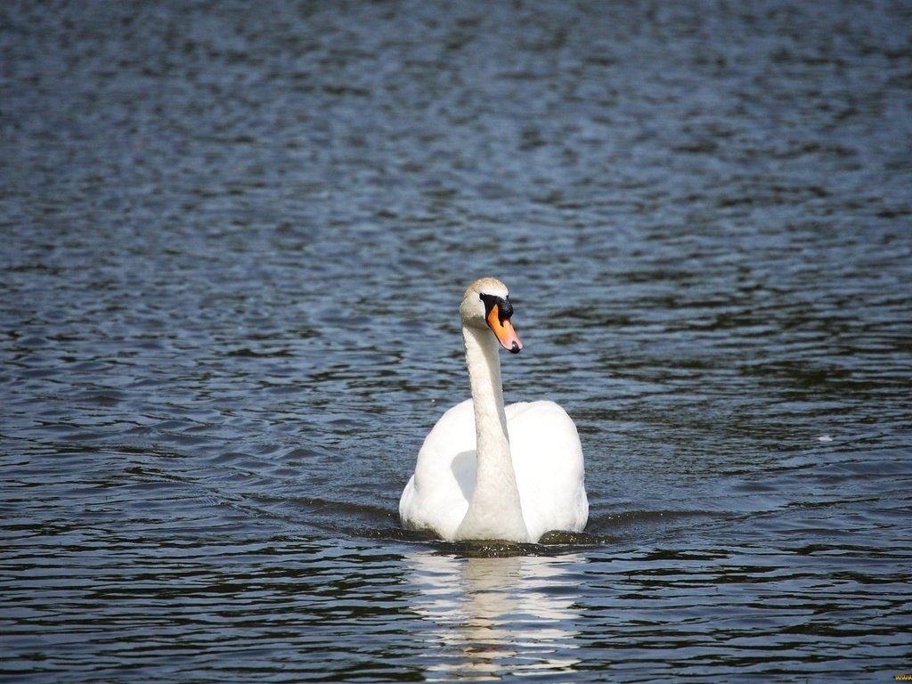 Обои вода, белый, птицы, лебедь, water, white, birds, swan разрешение 2048x1361 Загрузить