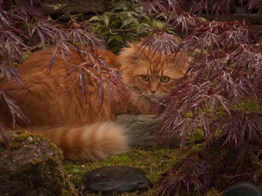 Обои листья, кот, ветки, кошка, рыжий, leaves, cat, branches, red разрешение 3000x1925 Загрузить