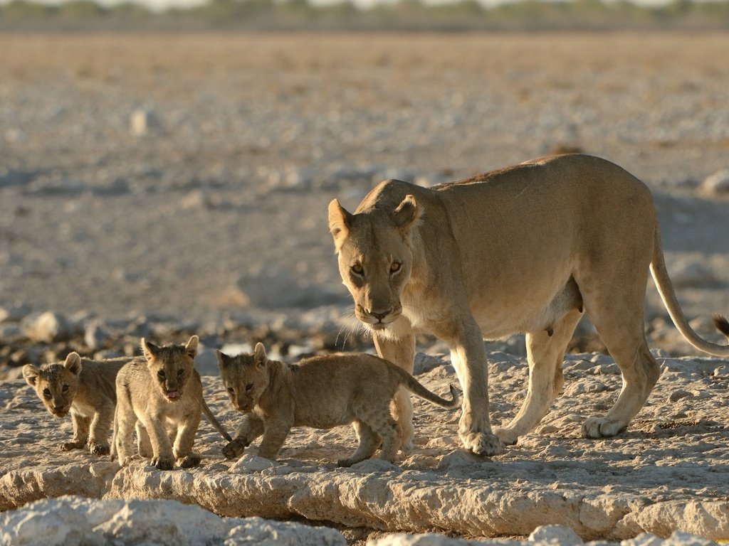 Обои львы, малыши, львята, котята, львица, детеныши, материнство, lions, kids, the cubs, kittens, lioness, cubs, motherhood разрешение 2048x1363 Загрузить