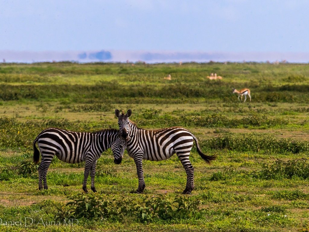 Обои небо, трава, полоски, животные, зебры, the sky, grass, strips, animals, zebra разрешение 2048x1365 Загрузить