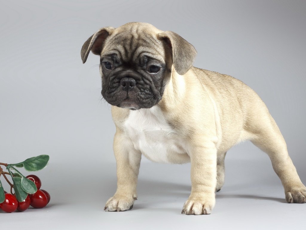 Обои фон, собака, щенок, вишни, мопс, background, dog, puppy, cherry, pug разрешение 2560x1600 Загрузить