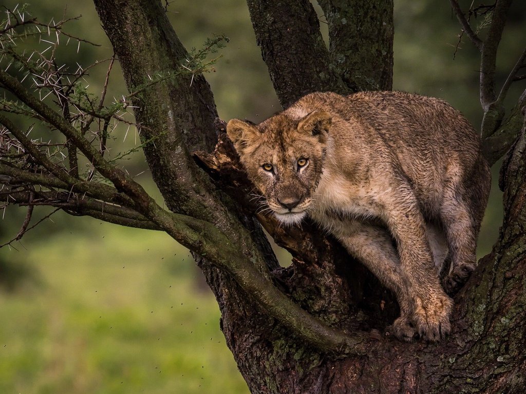 Обои природа, дерево, взгляд, лев, львёнок, nature, tree, look, leo, lion разрешение 2048x1280 Загрузить