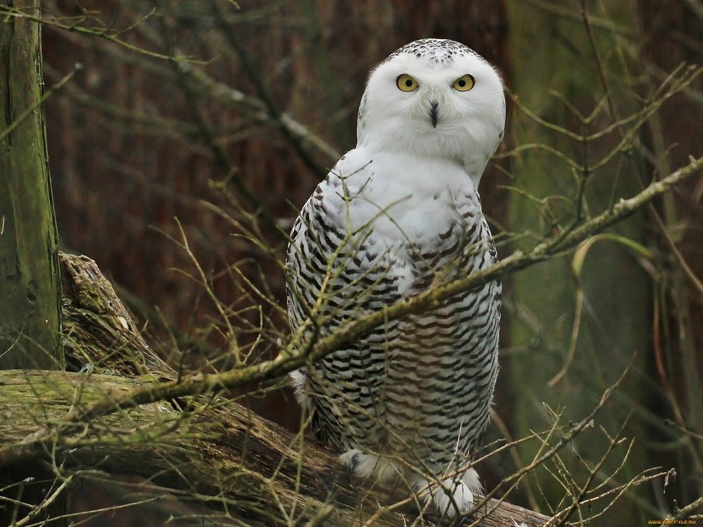 Обои сова, птицы, полярная сова, белая сова, ветки., owl, birds, snowy owl, white owl, branch. разрешение 1920x1440 Загрузить