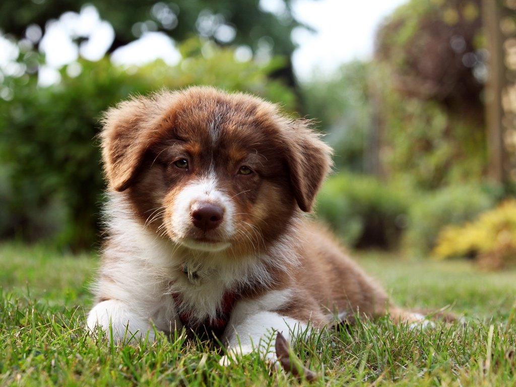 Обои трава, взгляд, собака, щенок, бордер-колли, grass, look, dog, puppy, the border collie разрешение 3600x2400 Загрузить