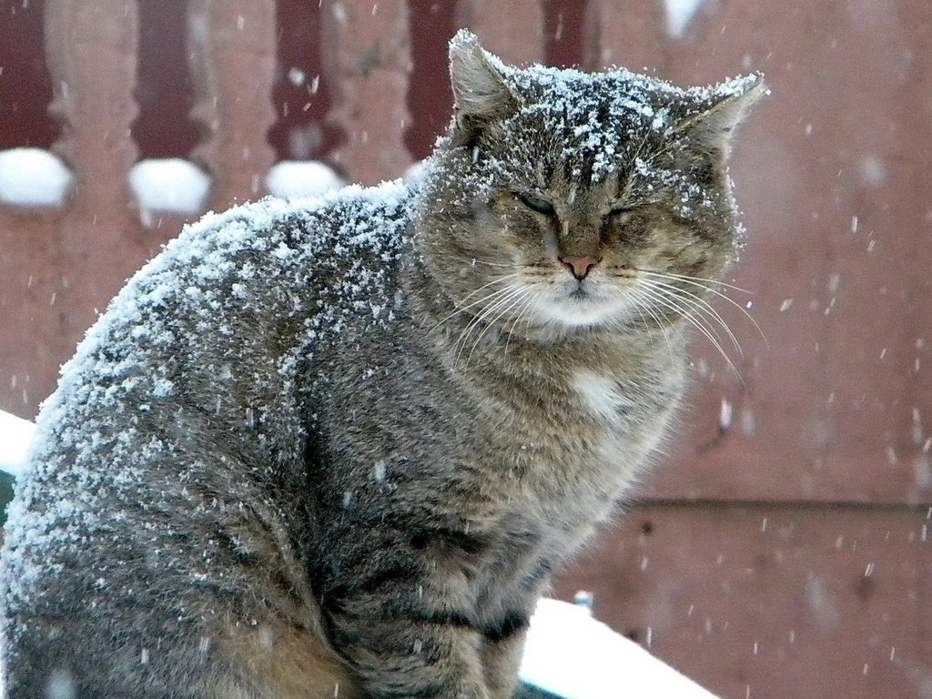 Обои зима, кот, серый, большой, снегопад, winter, cat, grey, large, snowfall разрешение 1920x1080 Загрузить