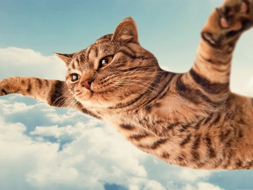 Обои летящий кот, flying cat разрешение 2560x1440 Загрузить