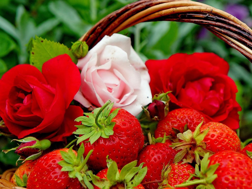 Обои цветы, бутоны, розы, клубника, ягоды, корзинка, flowers, buds, roses, strawberry, berries, basket разрешение 2560x1703 Загрузить