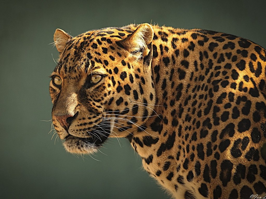 Обои морда, взгляд, леопард, стойка, face, look, leopard, stand разрешение 1920x1200 Загрузить