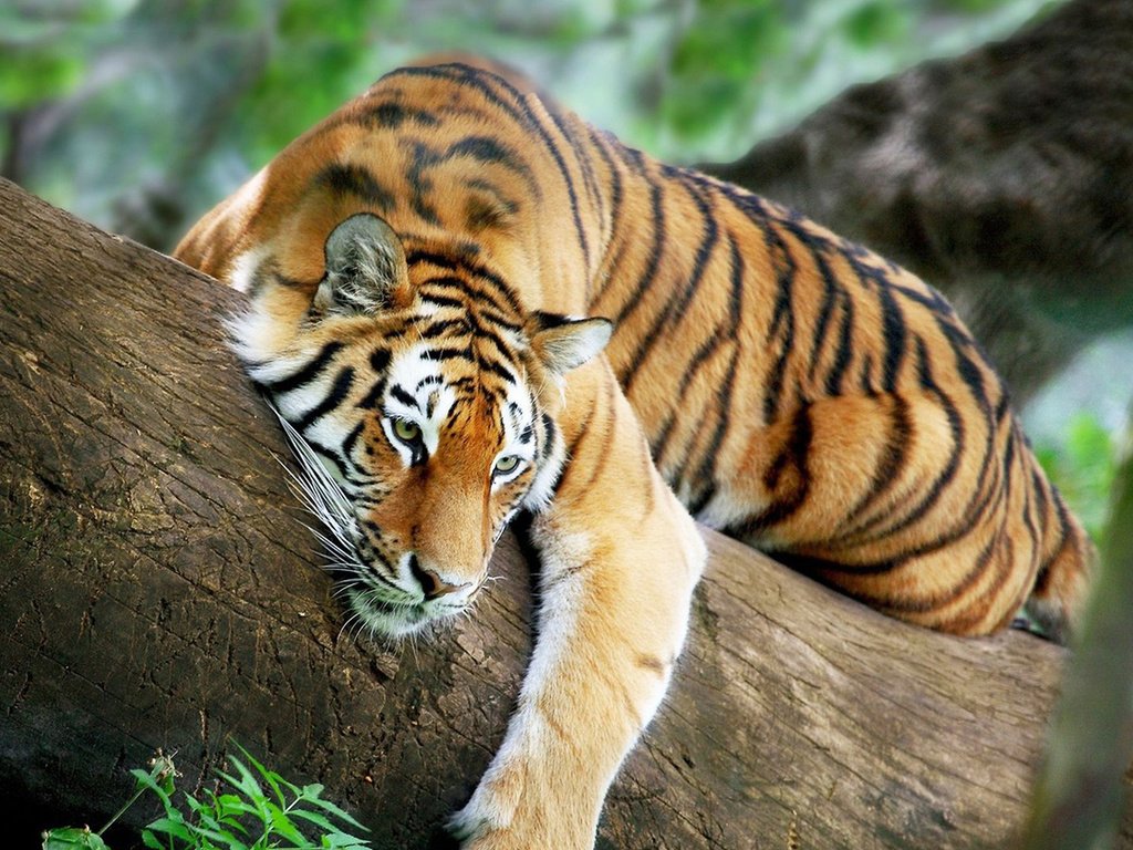 Обои тигр, дерево, тег, tiger, tree, tag разрешение 1920x1080 Загрузить