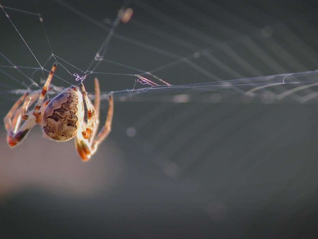 Обои лес, паук, паутина, forest, spider, web разрешение 1920x1080 Загрузить