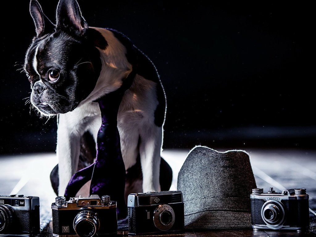 Обои фон, собака, фотоапарат, background, dog, cameras разрешение 1920x1080 Загрузить