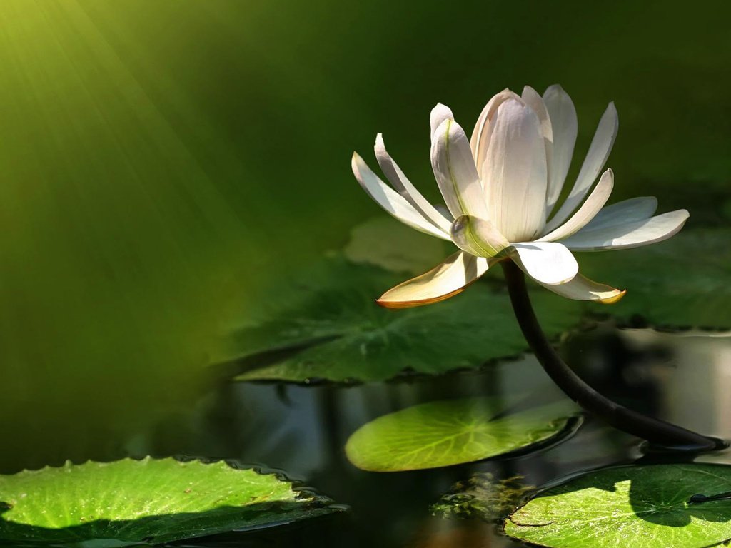 Обои вода, цветок, лотос, пруд, кувшинка, кувшинки, водяная лилия, water, flower, lotus, pond, lily, water lilies, water lily разрешение 1920x1080 Загрузить
