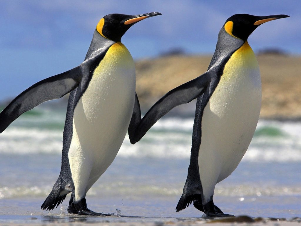 Обои пингвины, penguins разрешение 1920x1080 Загрузить