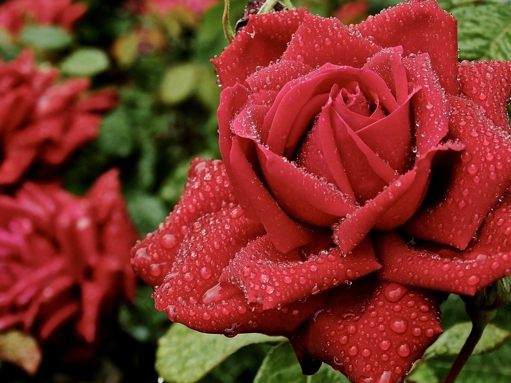 Обои роса, капли, роза, лепестки, rosa, drops, rose, petals разрешение 1920x1080 Загрузить