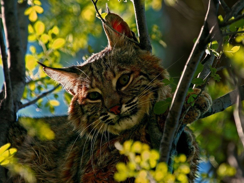 Обои дерево, рысь, взгляд, хищник, tree, lynx, look, predator разрешение 1920x1280 Загрузить