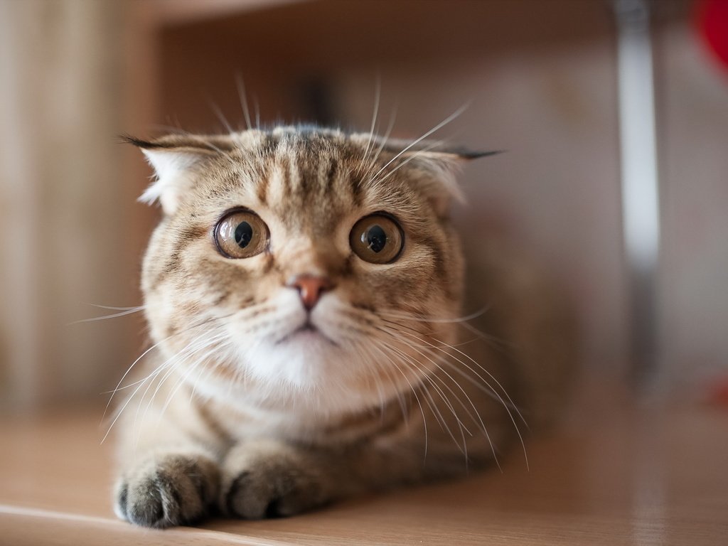 Обои фон, кошка, взгляд, шотландская вислоухая кошка, background, cat, look, scottish fold cat разрешение 2560x1600 Загрузить