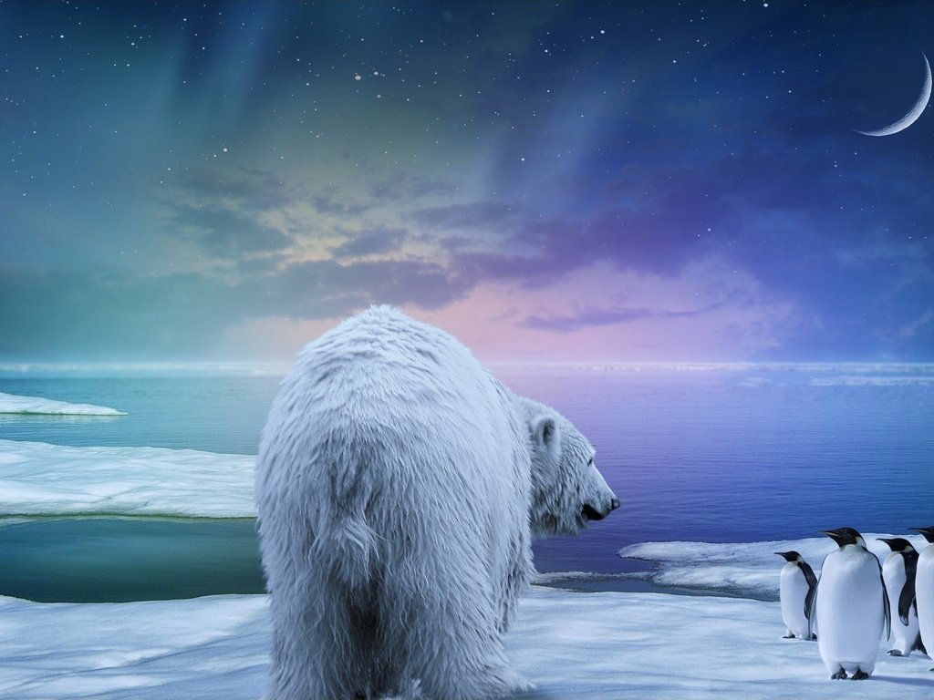 Обои сияние, медведь, белый, заяц, пингвины, 3д, lights, bear, white, hare, penguins, 3d разрешение 2560x1440 Загрузить