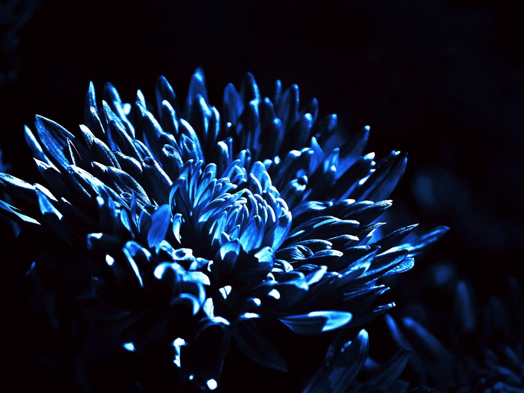 Обои свет, ночь, природа, цветок, лепестки, полумрак, light, night, nature, flower, petals, twilight разрешение 2880x1800 Загрузить